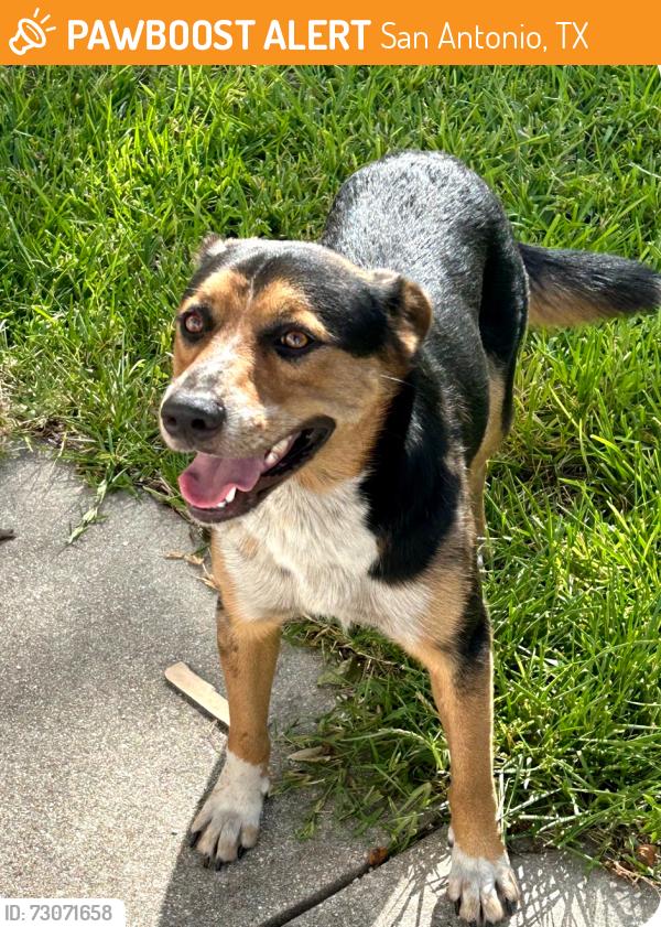Found/Stray Male Dog last seen Callaghan @ Via Finita near Babcock, San Antonio, TX 78229