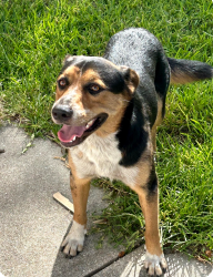Found/Stray Male Dog last seen Callaghan @ Via Finita near Babcock, San Antonio, TX 78229