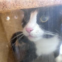 Shelter Stray Female Cat last seen , Animal Care & Control Team of Philly, 111 W Hunting Park Ave, Philadelphia, PA 19140, USA