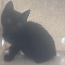 Shelter Stray Female Cat last seen , Animal Care & Control Team of Philly, 111 W Hunting Park Ave, Philadelphia, PA 19140, USA