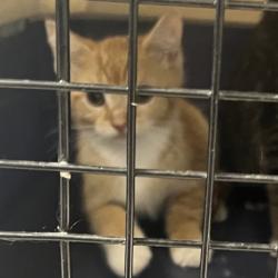 Shelter Stray Male Cat last seen , Animal Care & Control Team of Philly, 111 W Hunting Park Ave, Philadelphia, PA 19140, USA