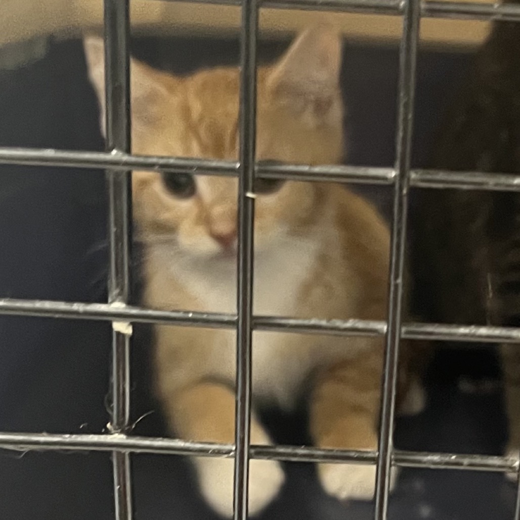 Shelter Stray Male Cat last seen , Animal Care & Control Team of Philly, 111 W Hunting Park Ave, Philadelphia, PA 19140, USA