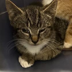 Shelter Stray Male Cat last seen , Animal Care & Control Team of Philly, 111 W Hunting Park Ave, Philadelphia, PA 19140, USA