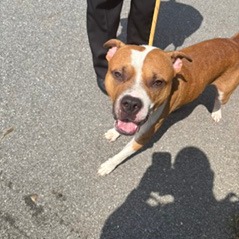 Shelter Stray Male Dog last seen , 300 N Main St, Fountain Inn, SC 29644, USA