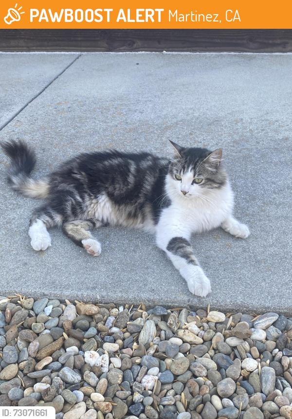 Found/Stray Unknown Cat last seen Center Ave. , Martinez, CA 94553