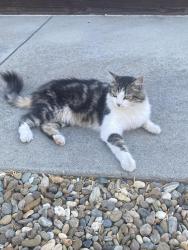 Found/Stray Unknown Cat last seen Center Ave. , Martinez, CA 94553