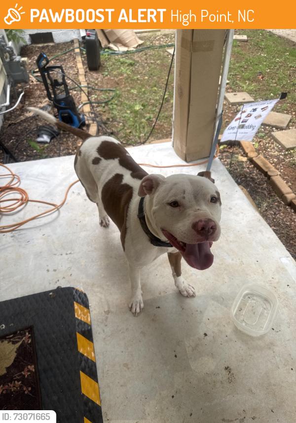 Found/Stray Male Dog last seen Valley ridge dr, High Point, NC 27260