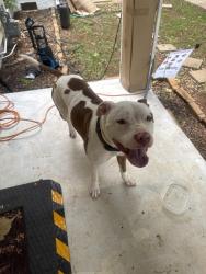 Found/Stray Male Dog last seen Valley ridge dr, High Point, NC 27260
