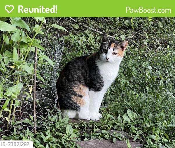 Reunited Female Cat last seen Eljan and 313 (Swamp Road) , Doylestown, PA 18901
