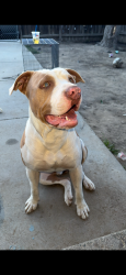 Lost Male Dog last seen Irwin st, Hanford, CA 93230