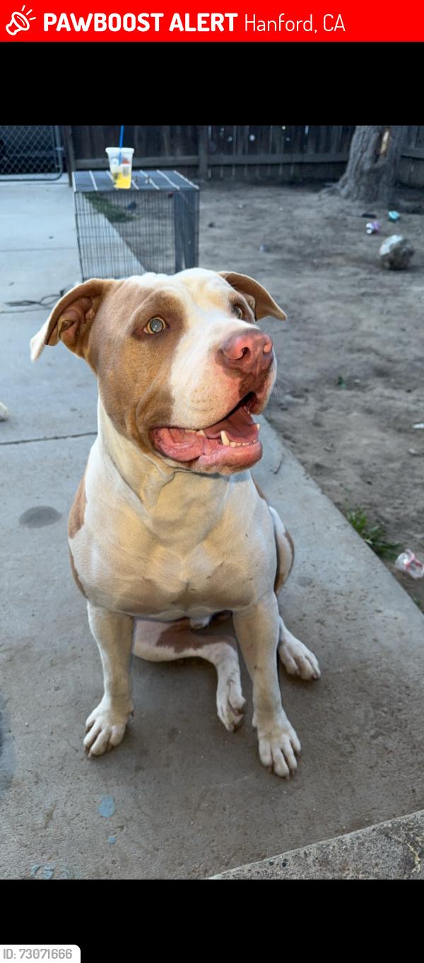 Lost Male Dog last seen Irwin st, Hanford, CA 93230