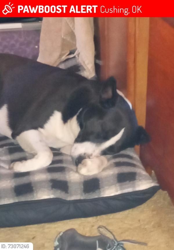 Lost Male Dog last seen South on Linwood past the tank farm, Cushing, OK 74023