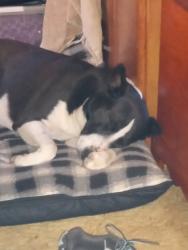 Lost Male Dog last seen South on Linwood past the tank farm, Cushing, OK 74023