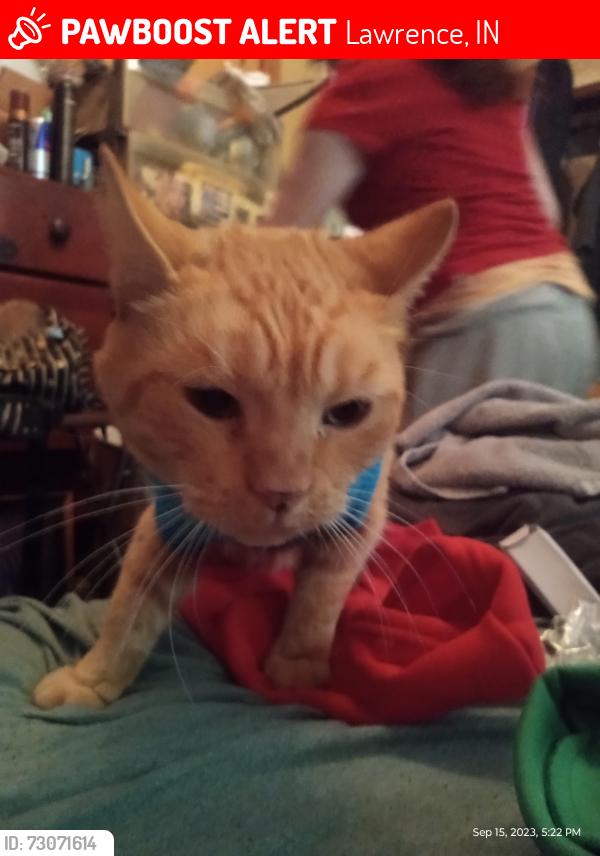Lost Male Cat last seen Pendleton pike and franklin, Lawrence, IN 46226