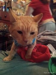 Lost Male Cat last seen Pendleton pike and franklin, Lawrence, IN 46226