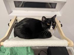 Lost Male Cat last seen Next door to library and construction site, San Diego, CA 92128