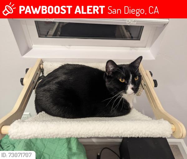 Lost Male Cat last seen Next door to library and construction site, San Diego, CA 92128