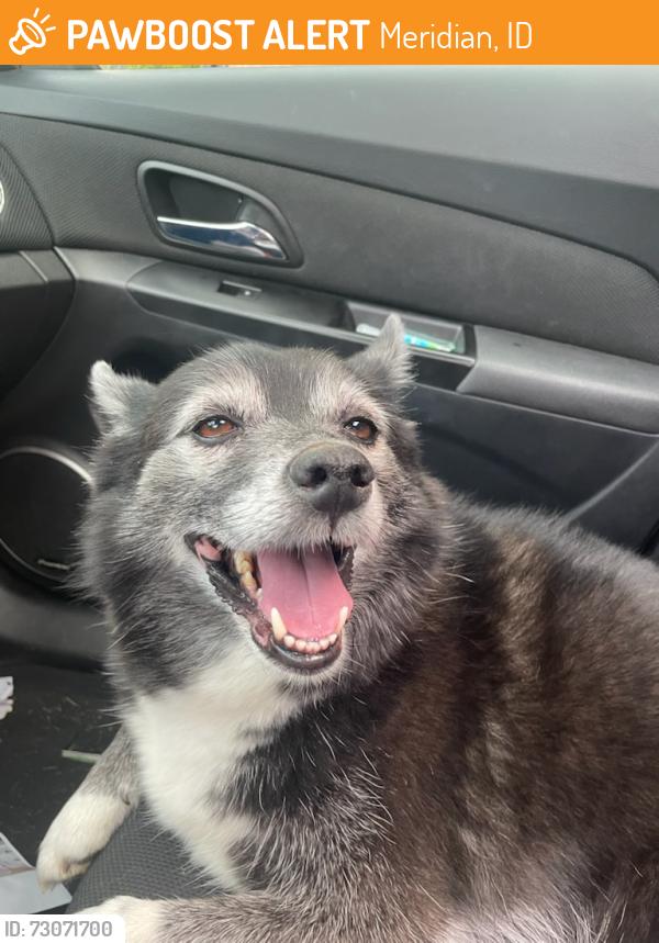 Found/Stray Male Dog last seen Season Park, Meridian, ID 83646