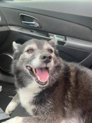 Found/Stray Male Dog last seen Season Park, Meridian, ID 83646