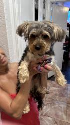 Found/Stray Male Dog last seen NW 122nd and MacArthur, Oklahoma City, OK 73142