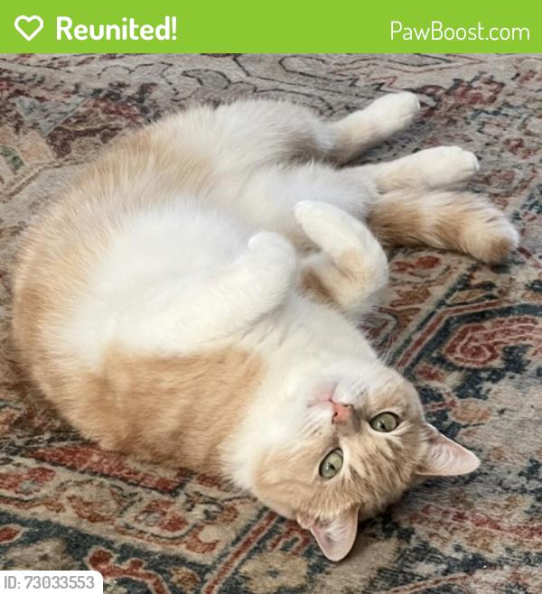 Reunited Female Cat last seen Near Browning St , Oshawa, ON L1H 6S8