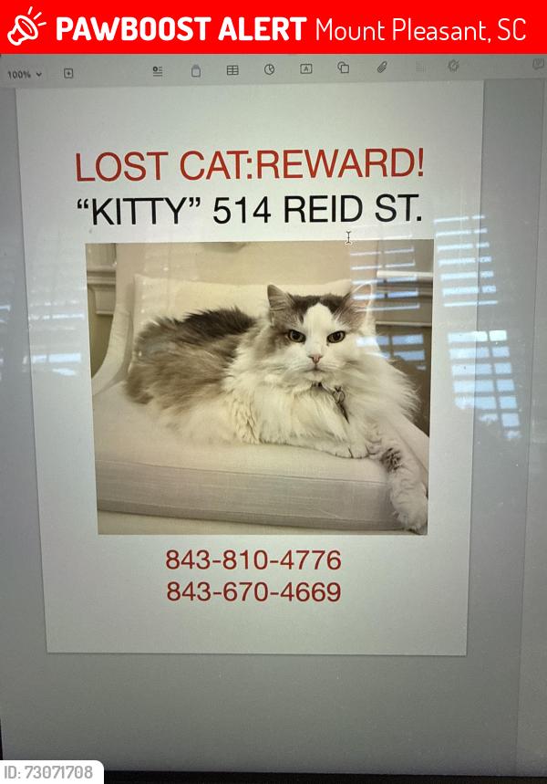 Lost Female Cat last seen Royall avenue, Mount Pleasant, SC 29464