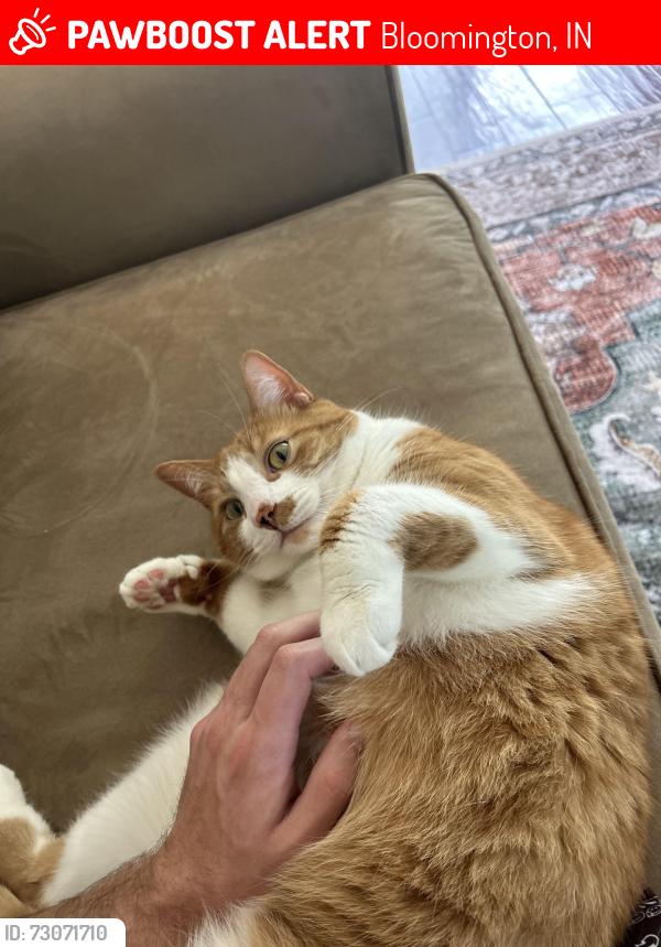Lost Male Cat last seen brookwood and ridgewood, Bloomington, IN 47404
