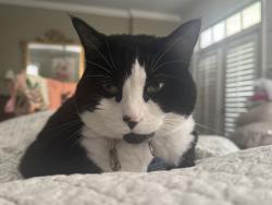 Lost Male Cat last seen Mimosa Ave in Highpoint Terrace, Memphis, TN 38112
