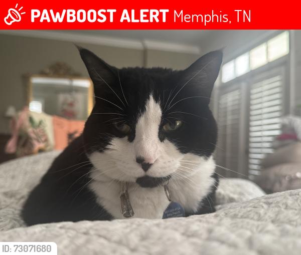 Lost Male Cat last seen Mimosa Ave in Highpoint Terrace, Memphis, TN 38112