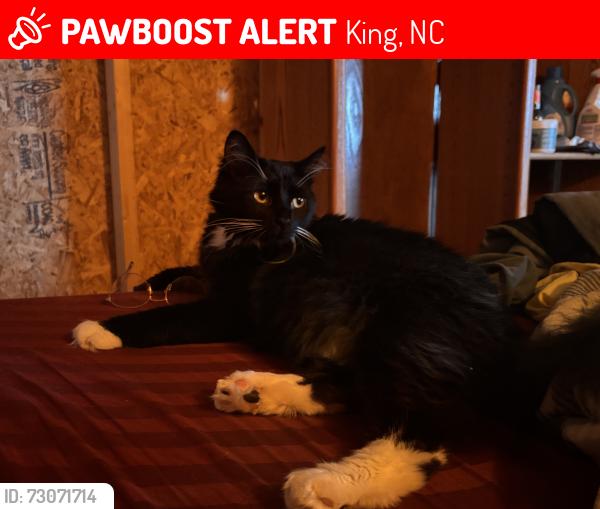 Lost Male Cat last seen Near Nance Ln, King, NC 27021