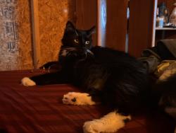 Lost Male Cat last seen Near Nance Ln, King, NC 27021