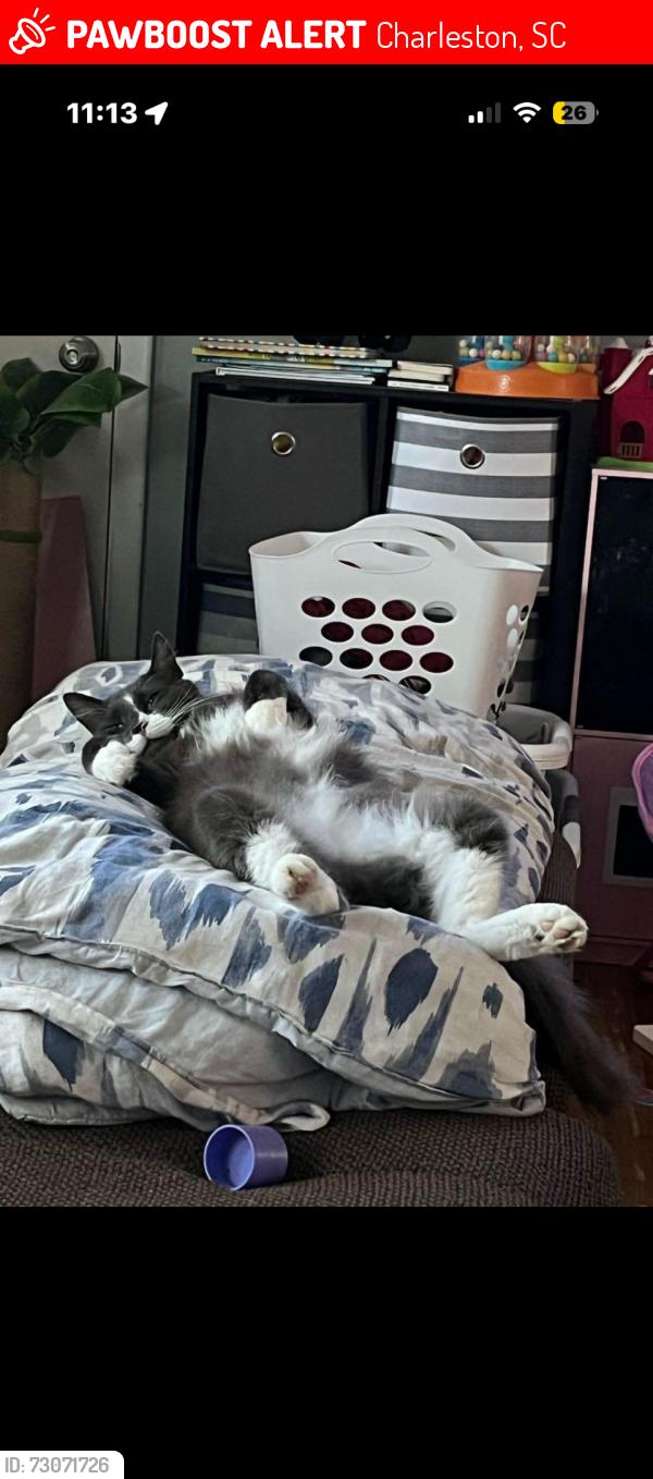 Lost Male Cat last seen Carolina bay drive, Charleston, SC 29414