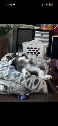 Lost Male Cat last seen Carolina bay drive, Charleston, SC 29414