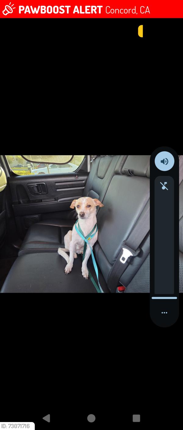 Lost Male Dog last seen Monument and oak grove, Concord, CA 94518