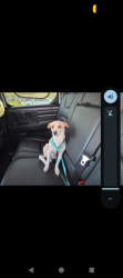Lost Male Dog last seen Monument and oak grove, Concord, CA 94518