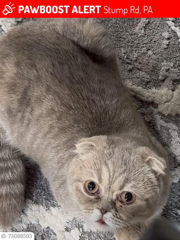 Lost Female Cat last seen Newport Lane, North Wales PA 19454, Stump Rd, PA 18936