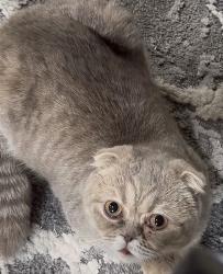 Lost Female Cat last seen Newport Lane, North Wales PA 19454, Stump Rd, PA 18936