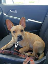 Found/Stray Female Dog last seen In n out 500 Mile of Cars Way, National City, CA 91950, National City, CA 91950