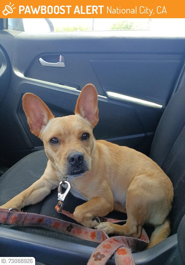Found/Stray Female Dog last seen In n out 500 Mile of Cars Way, National City, CA 91950, National City, CA 91950