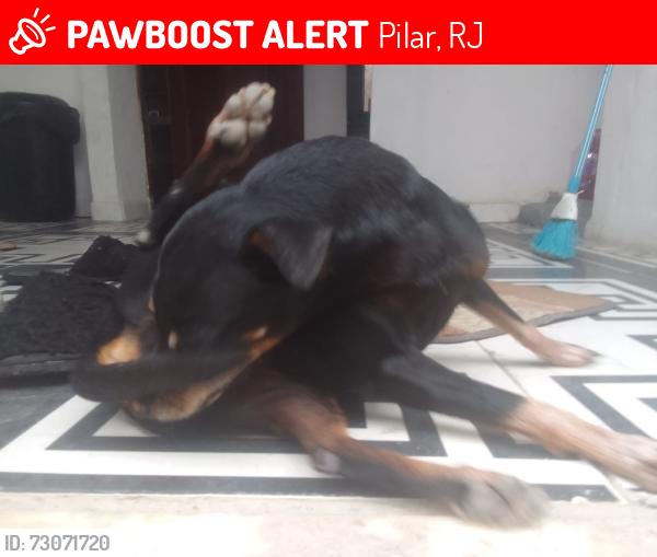 Lost Female Dog last seen Rua Conselheiro Macedo Soares, Pilar, Pilar, RJ 25212