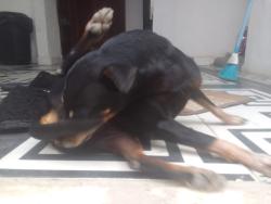 Lost Female Dog last seen Rua Conselheiro Macedo Soares, Pilar, Pilar, RJ 25212