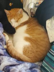 Reunited Male Cat last seen Peach Bottom Inn, Delta, PA 17314
