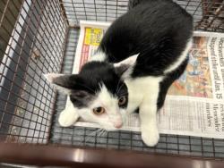 Shelter Stray Female Cat last seen , West Valley Animal Shelter, 20655 Plummer St, Chatsworth, CA 91311, USA