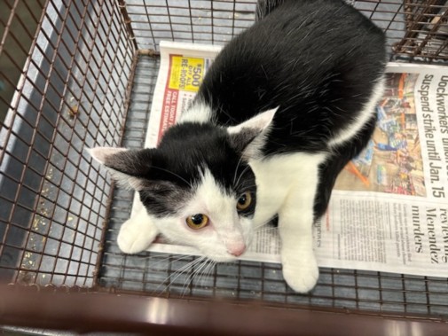 Shelter Stray Female Cat last seen , West Valley Animal Shelter, 20655 Plummer St, Chatsworth, CA 91311, USA