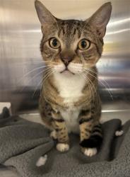 Shelter Stray Male Cat last seen Near BLOCK W FLAGLER ST, 3599 NW 79th Ave, Doral, FL 33122, USA