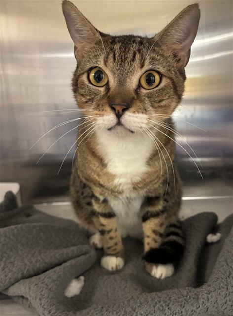 Shelter Stray Male Cat last seen Near BLOCK W FLAGLER ST, 3599 NW 79th Ave, Doral, FL 33122, USA