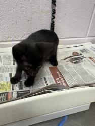 Shelter Stray Male Cat last seen DUNN AVE, 2020 Forest St, Jacksonville, FL 32204, USA