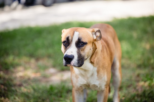 Shelter Stray Male Dog last seen , 2769 Conroy Rd, Orlando, FL 32839, USA