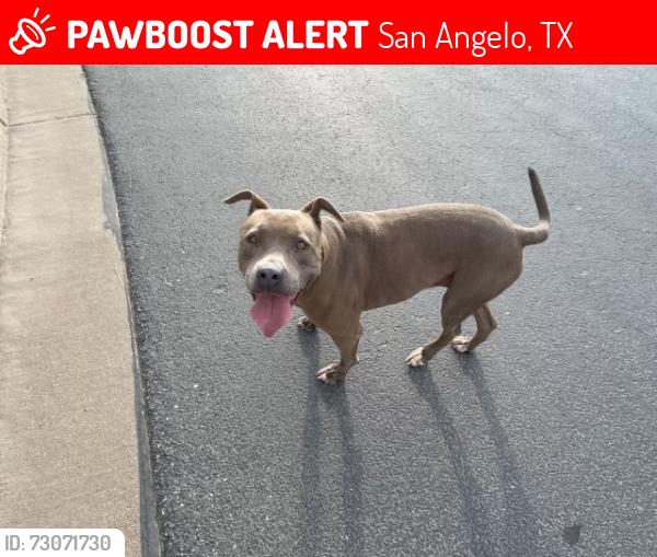 Lost Female Dog last seen Walnut Hill Dr, San Angelo, TX 76904