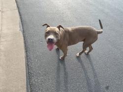 Lost Female Dog last seen Walnut Hill Dr, San Angelo, TX 76904